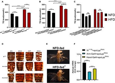 Exercise-Training Regulates Apolipoprotein B in Drosophila to Improve HFD-Mediated Cardiac Function Damage and Low Exercise Capacity